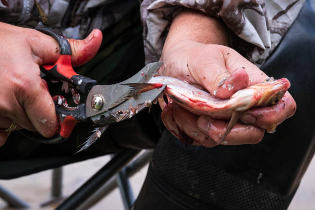 istock fisherman cleans freshly caught fish on the lake 1251144796
