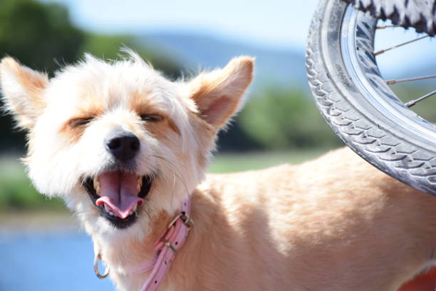 istock Very Happy Dog in Bright Sunlight 1251144836
