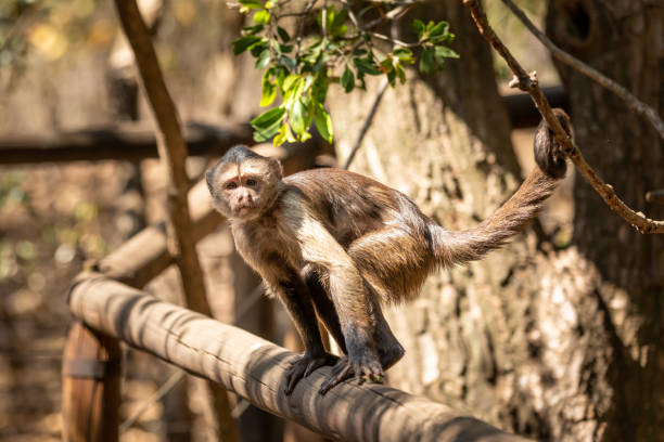 istock Wild monkey in the jungle. South Africa. 1251145222