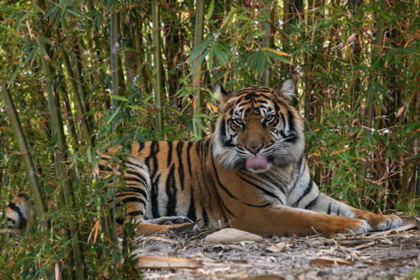 Tiger Tonguelap