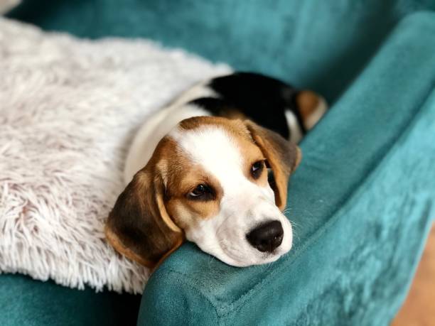 istock Cute beagle puppy taking a nap 1251148331
