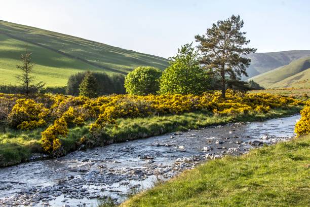 istock Yellow Gorse Bushes & The Scottish Borders. 1251150075