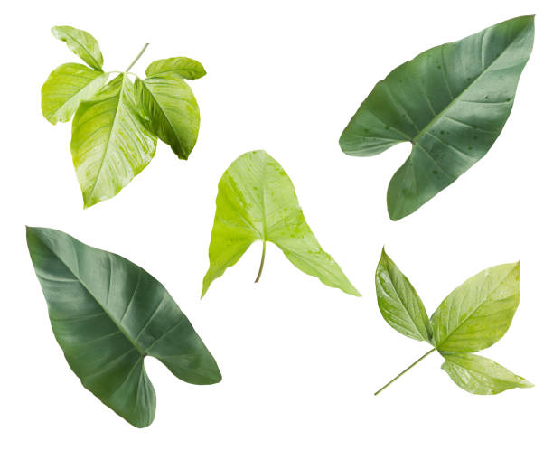 istock Green tropical leaves set on white background work with save paths in file. 1251150308