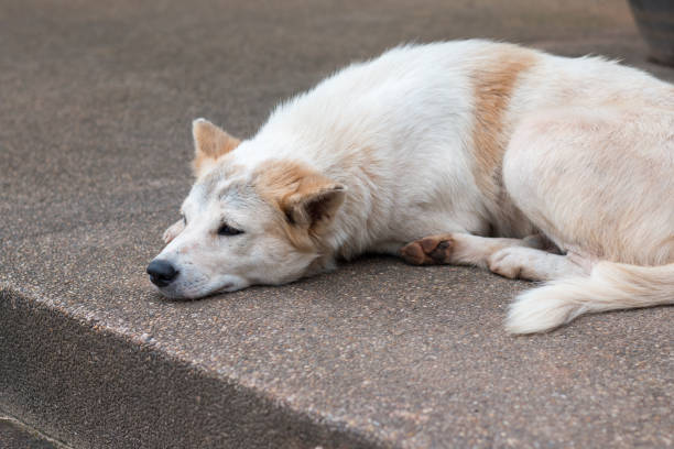 istock Close-up of lazy dog. 1251150357