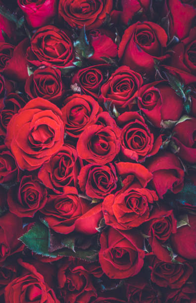 istock Close-Up Of Roses Bouquet 1251152202
