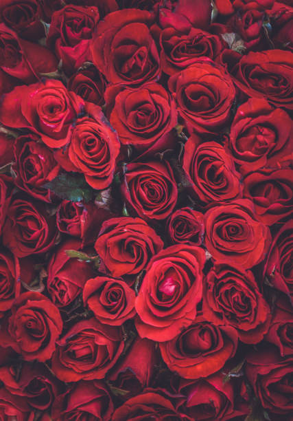 istock Close-Up Of Roses Bouquet 1251152214