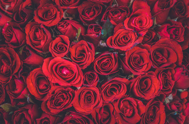 istock Close-Up Of Roses Bouquet 1251152377