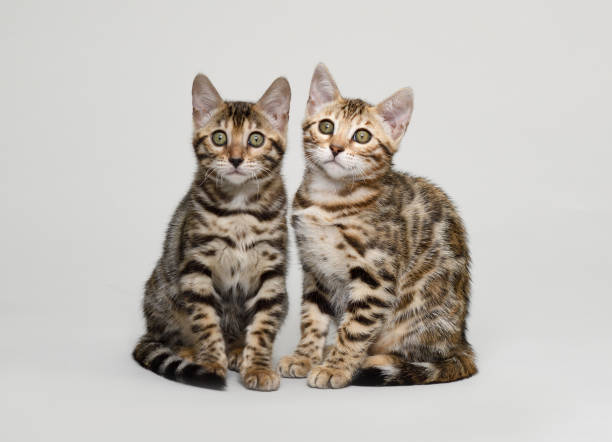 istock Two Bengal Cats sitting together 1251152487