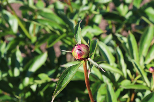 istock peonies flower buds in the garden 1251153086