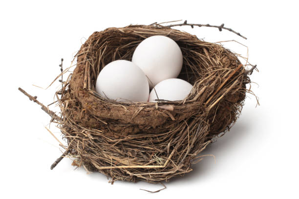 Bird nest with eggs Bird nest with eggs on white background birds nest with eggs stock pictures, royalty-free photos & images