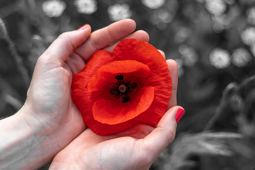 Female hands take a red poppy flower. Black and white background.