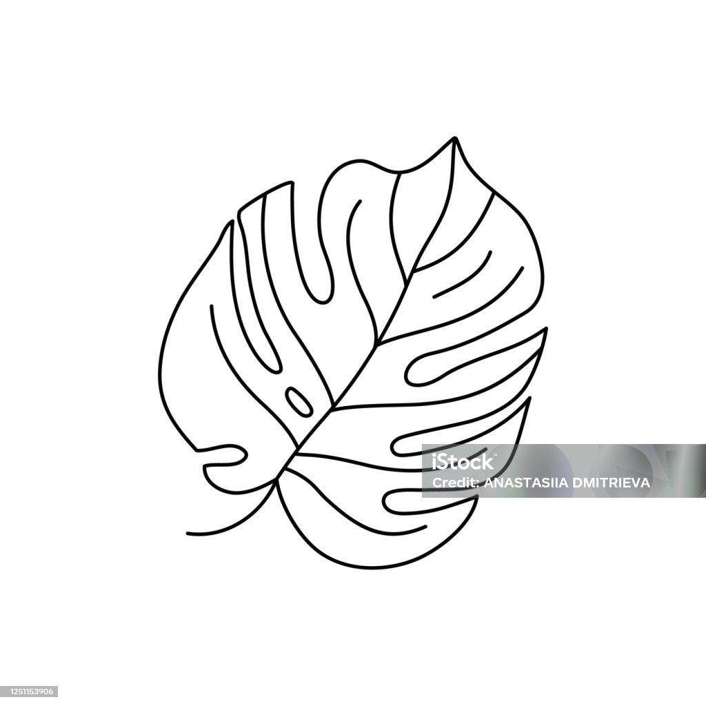 Monstera leaf of tropical plants. Outline Palm leaf In a Trendy Minimalist liner Style. Vector Illustration. Monstera leaf of tropical plants. Outline Palm leaf In a Trendy Minimalist liner Style. Vector Illustration. For printing on t-shirt, Web Design, beauty Salons, Posters, tattoo Tropical Climate stock vector