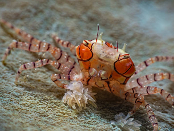 istock Mosaic Boxer Crab, Boxerkrabbe, Pompom-Krabbe (Lybia tesselata) 1251153961