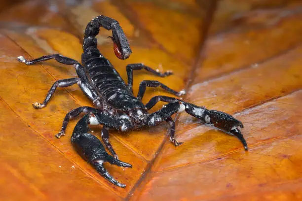 Asian scorpion forest on a leaf in tropical garden