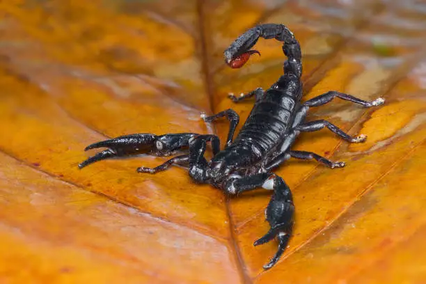 Asian scorpion forest on a leaf in tropical garden