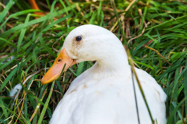 istock White duck in green grass on a summer day 1251154152