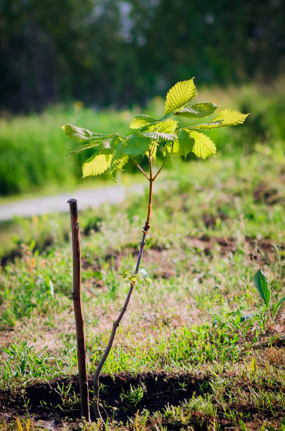 istock Young sprout of a chestnut tree. Selective focus. 1251155067
