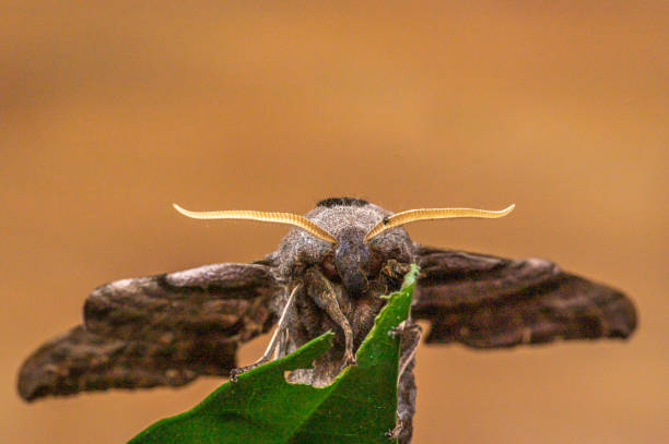 Eyed hawk moth, Smerinthus ocellatus Eyed hawk moth, Smerinthus ocellatus, resting on a green leaf smerinthus ocellatus stock pictures, royalty-free photos & images