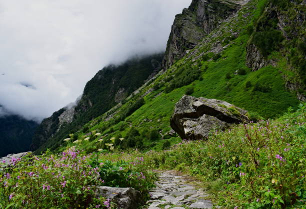 istock Valley of flowers 1251155349