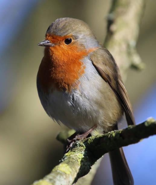 istock Robin in the woods 1251156394