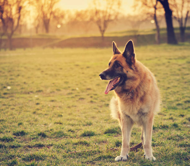 pies w parku - dog retrieving german shepherd pets zdjęcia i obrazy z banku zdjęć