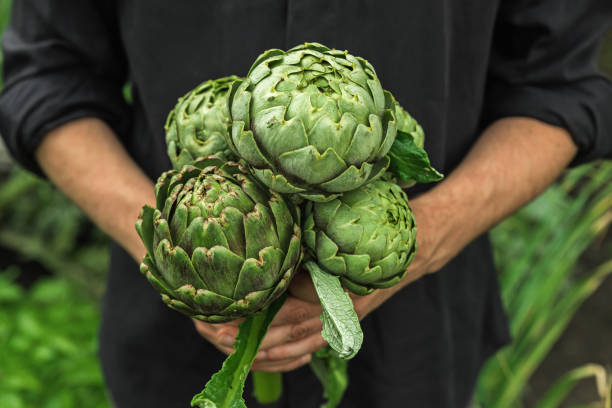 Organic vegetables. Healthy vegan delicacy food. Fresh organic artichoke in farmers hands Organic vegetables. Healthy vegan delicacy food. Fresh organic artichoke in farmers hands. close up artichoke stock pictures, royalty-free photos & images