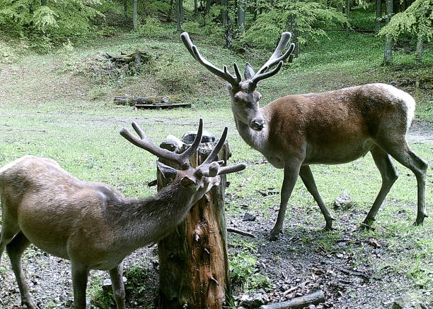 Beautiful red deer in forest, (Cervus elaphus), Salt lick place (salt cube) for feeding forest animals,
