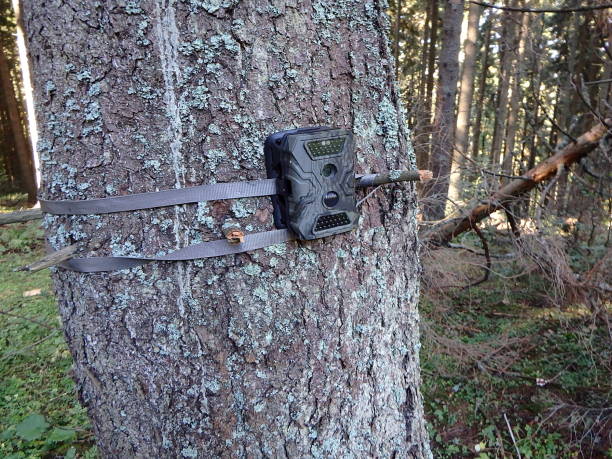istock Photo traps in forests, Camera trap with infrared light and motion detector attached with straps on a tree 1251158161