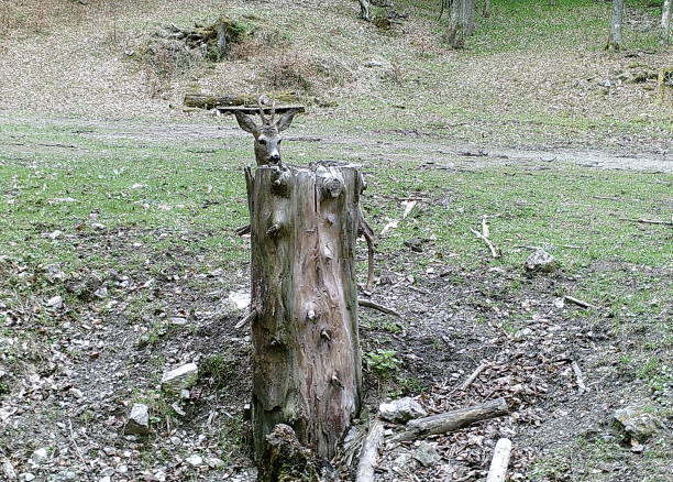 European roe deer (Capreolus capreolus), Salt lick place (salt cube) for feeding forest animals,