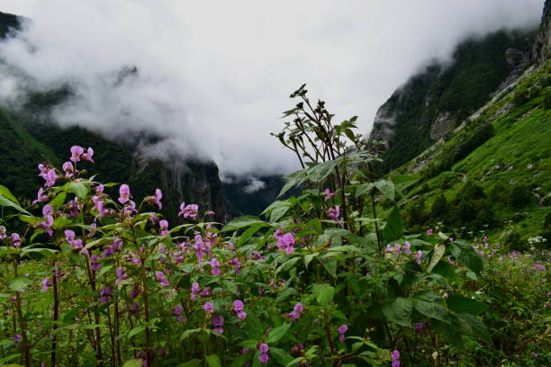 istock Valley of flowers 1251158558
