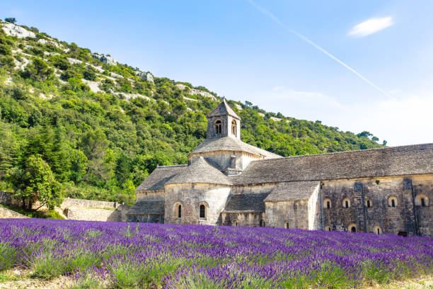 istock Lavender field in Provence 1251158572