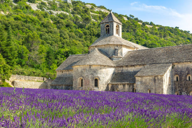 istock Lavender field in Provence 1251158614
