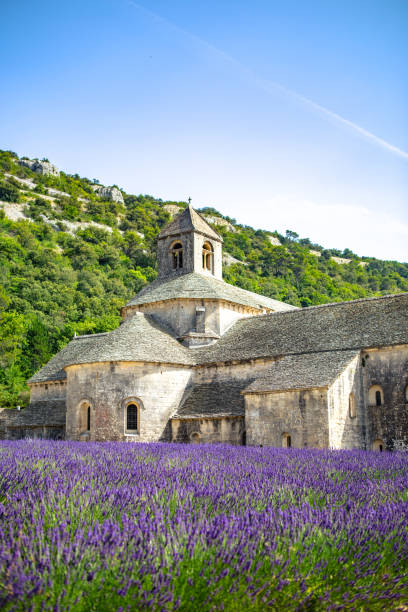 istock Lavender field in Provence 1251158670