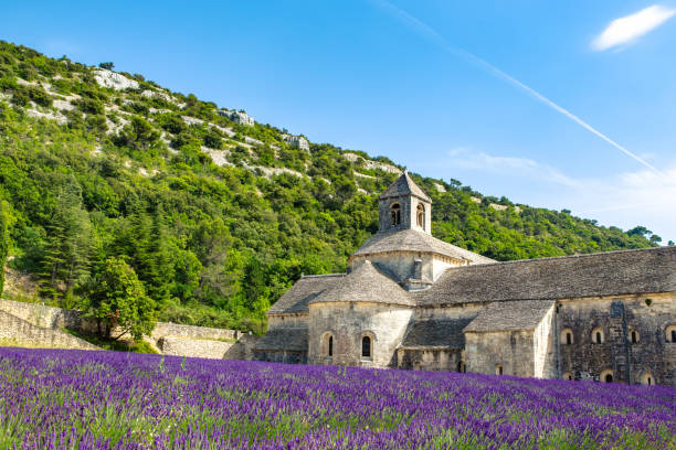 istock Lavender field in Provence 1251158686
