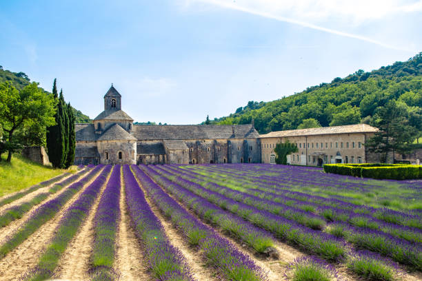 istock Lavender field in Provence 1251158706