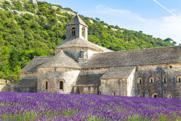 istock Lavender field in Provence 1251158724