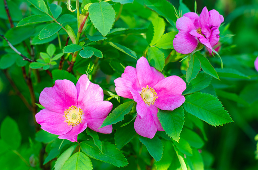 Pink flowers of wild rose on a background of green leaves. summer village concept. Banner.