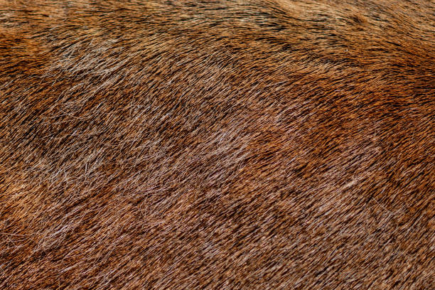 istock Brown deer fur used as a background image 1251158806