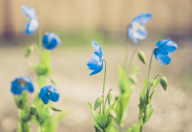 Himalayan blue poppy Meconopsis Grandis 20671.