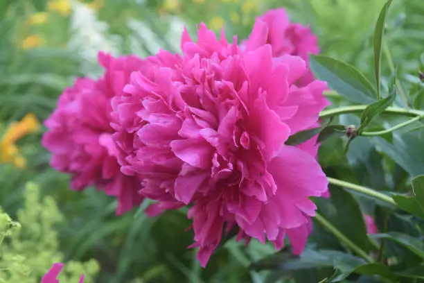 Beautiful Pink Peony Growing in the Oudoors
