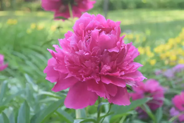 Beautiful Abundance of Pink Peonies in the Outdoors