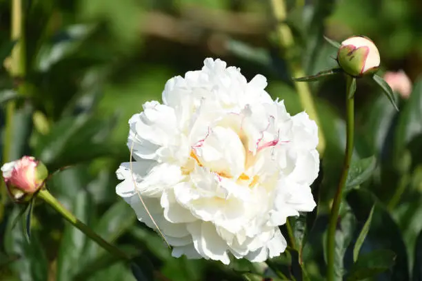 Garden with beautiful white peony flower blossom flowering.