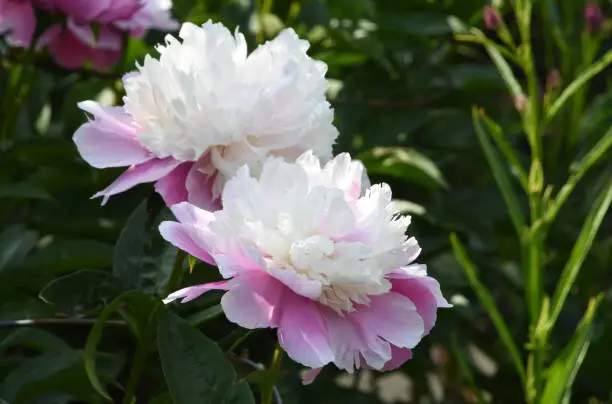 Pretty two tone white and pink peony flowers blooming.