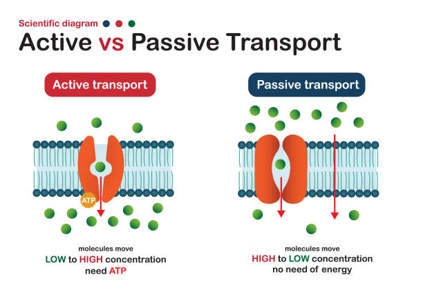 schemat naukowy pokazuje różnicę w transporcie aktywnym i pasywnym dla ruchu cząsteczek w komórce - protein concentrate stock illustrations