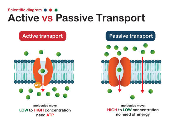 ilustrações de stock, clip art, desenhos animados e ícones de scientific diagram show difference of active and passive transport for molecule movement in cell - protein concentrate