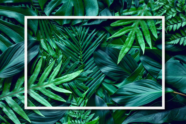 istock tropical green monstera and palm leaf background with white frame 1251162852