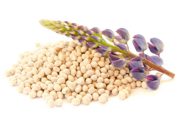 Photo of Flower and seeds of lupine on a white background. Lupinus polyphyllus. Lupine inflorescence, leaf and seeds. Seeds and lupine flower isolated on white. Set of seeds, leaves, inflorescences of lupine.