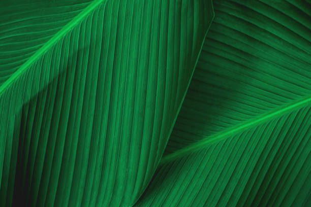 istock closeup nature green banana leaf background 1251162905