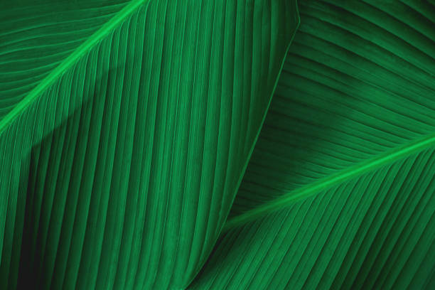 closeup nature green banana leaf background stock photo