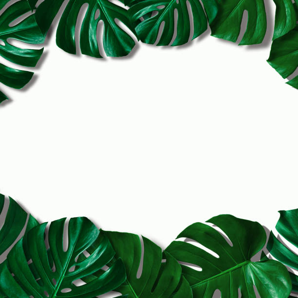 istock closeup tropical monstera leaf isolated on white background 1251162952